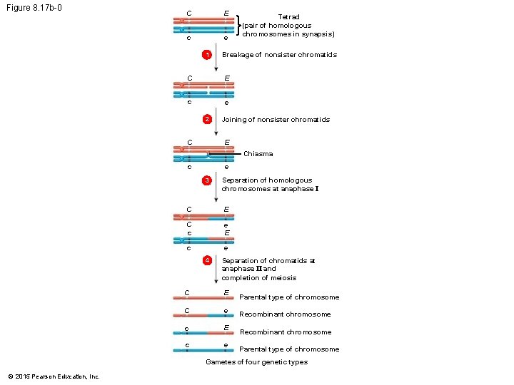 Figure 8. 17 b-0 C E c e 1 Breakage of nonsister chromatids C