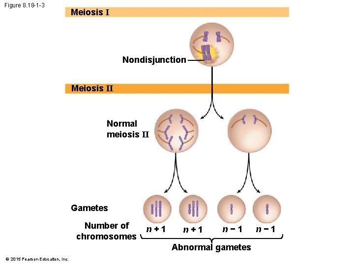 Figure 8. 18 -1 -3 Meiosis I Nondisjunction Meiosis II Normal meiosis II Gametes