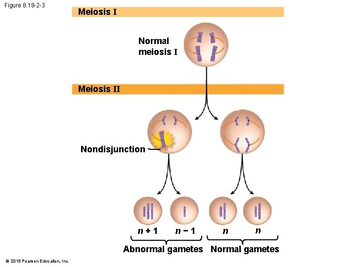 Figure 8. 18 -2 -3 Meiosis I Normal meiosis I Meiosis II Nondisjunction n+1