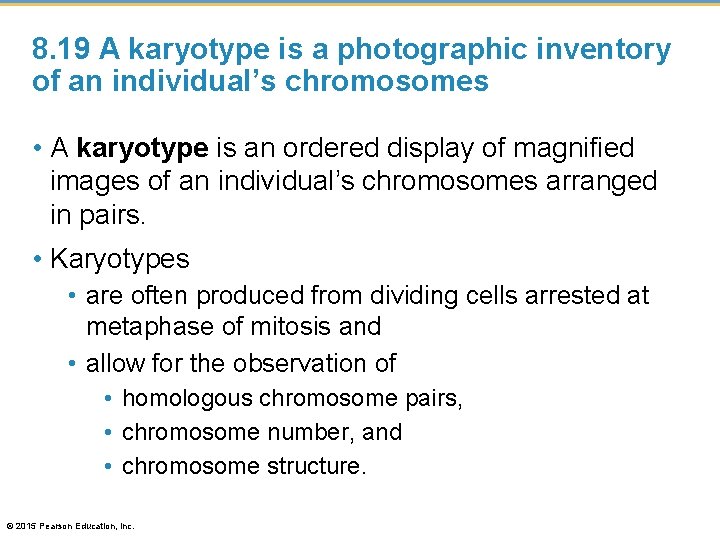 8. 19 A karyotype is a photographic inventory of an individual’s chromosomes • A