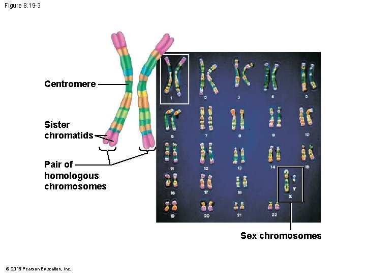 Figure 8. 19 -3 Centromere Sister chromatids Pair of homologous chromosomes Sex chromosomes ©