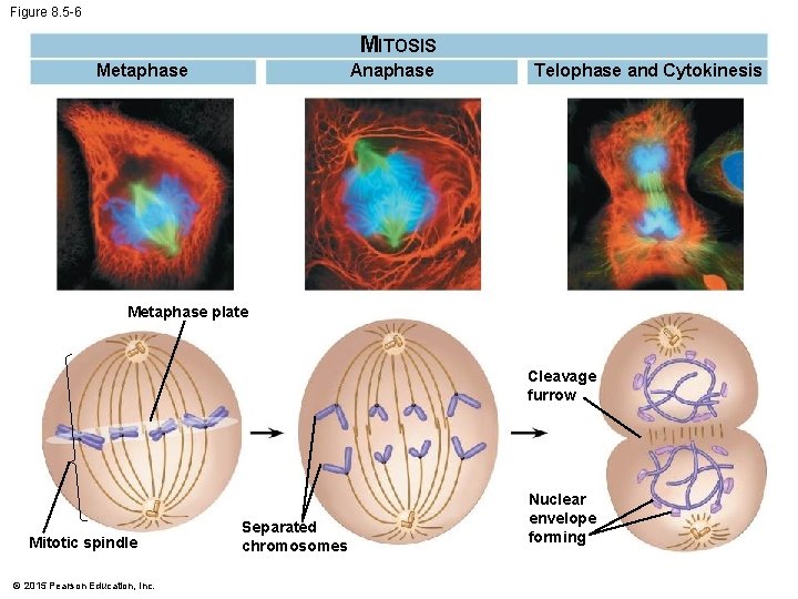 Figure 8. 5 -6 MITOSIS Metaphase Anaphase Telophase and Cytokinesis Metaphase plate Cleavage furrow