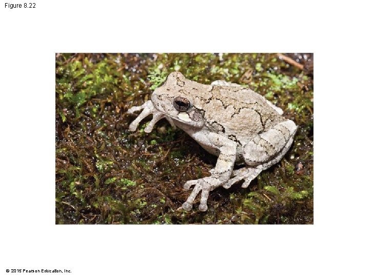 Figure 8. 22 © 2015 Pearson Education, Inc. 