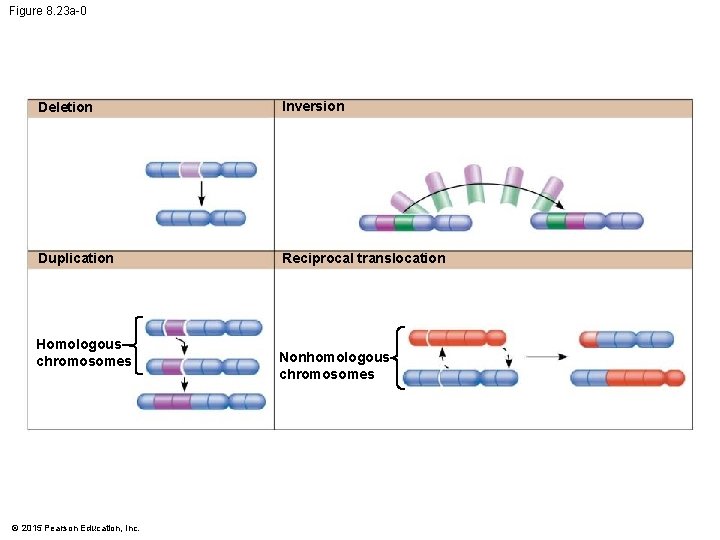 Figure 8. 23 a-0 Deletion Inversion Duplication Reciprocal translocation Homologous chromosomes © 2015 Pearson