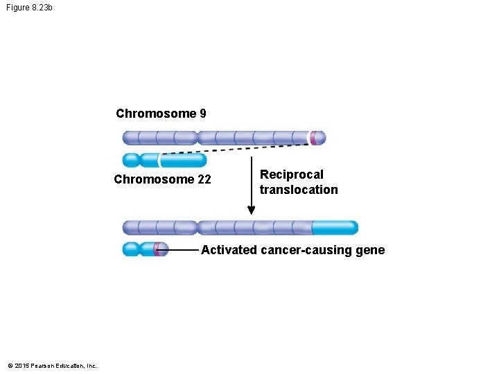 Figure 8. 23 b Chromosome 9 Chromosome 22 Reciprocal translocation Activated cancer-causing gene ©