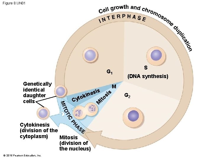 Figure 8. UN 01 G 1 Genetically identical daughter cells is Cytokinesis (division of