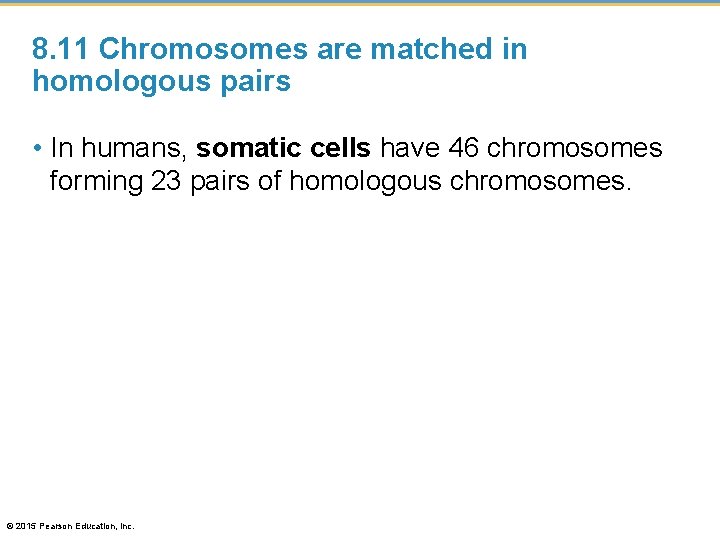 8. 11 Chromosomes are matched in homologous pairs • In humans, somatic cells have