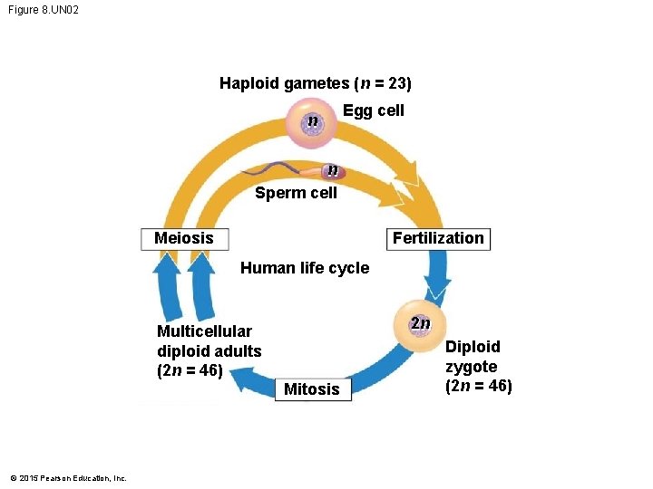 Figure 8. UN 02 Haploid gametes (n = 23) n Egg cell n Sperm