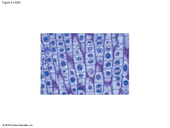 Figure 8. UN 04 © 2015 Pearson Education, Inc. 