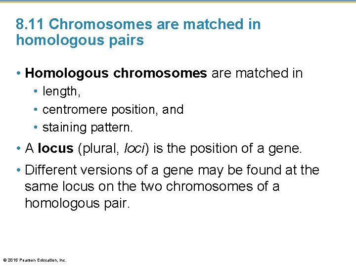 8. 11 Chromosomes are matched in homologous pairs • Homologous chromosomes are matched in