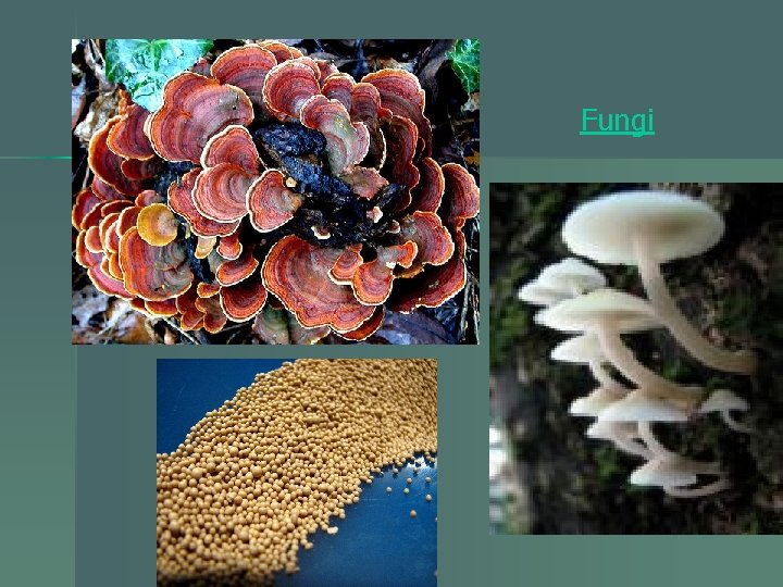 Fungi 