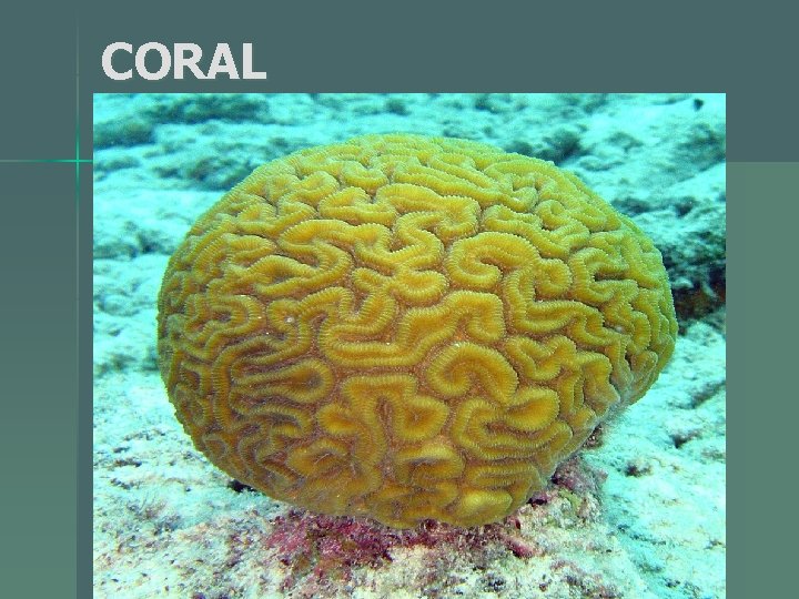 CORAL 
