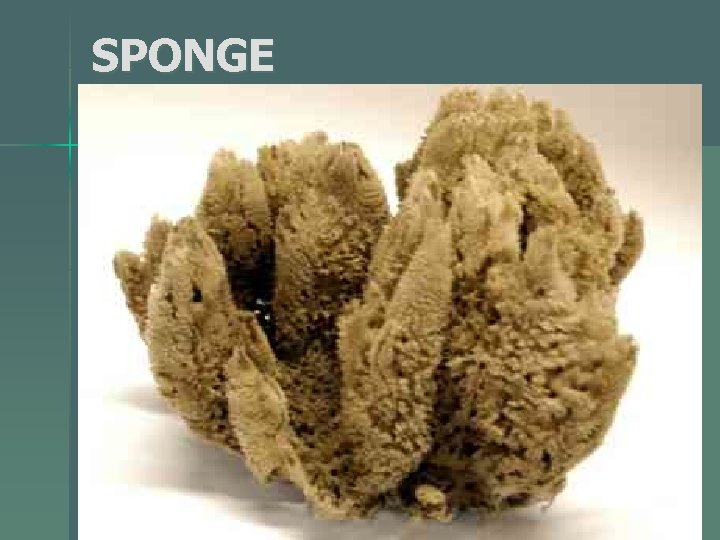 SPONGE 