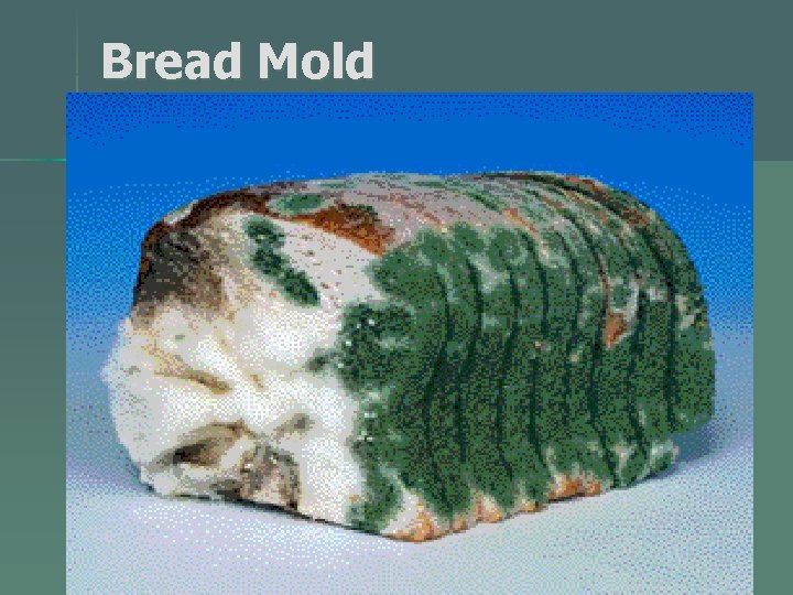 Bread Mold 