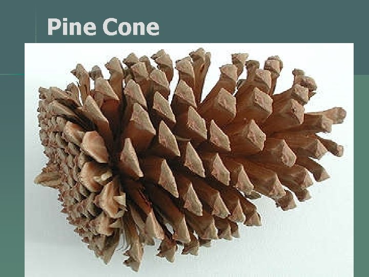Pine Cone 