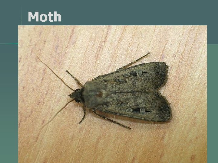 Moth 