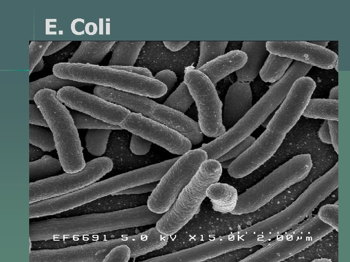 E. Coli 