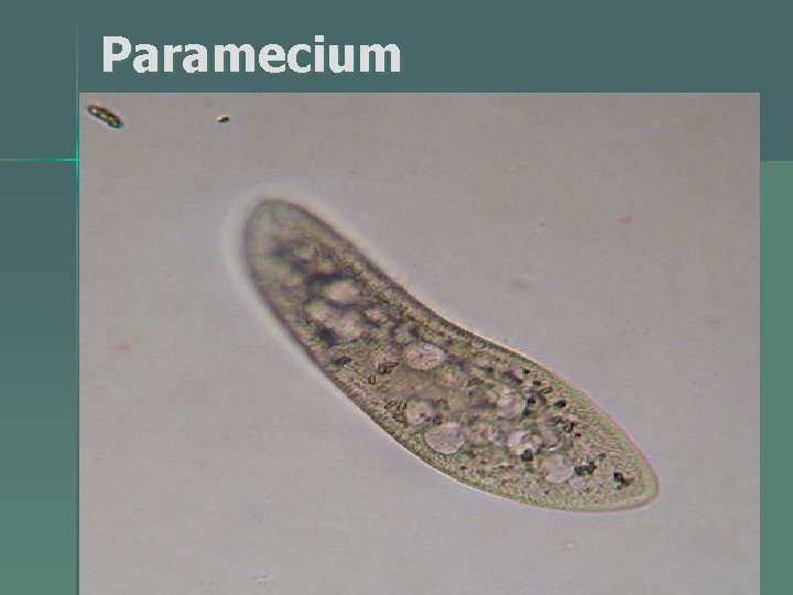 Paramecium 