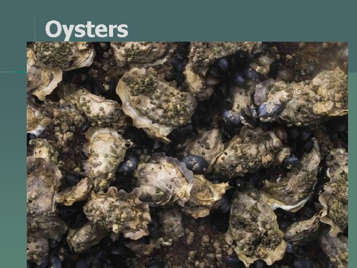 Oysters 