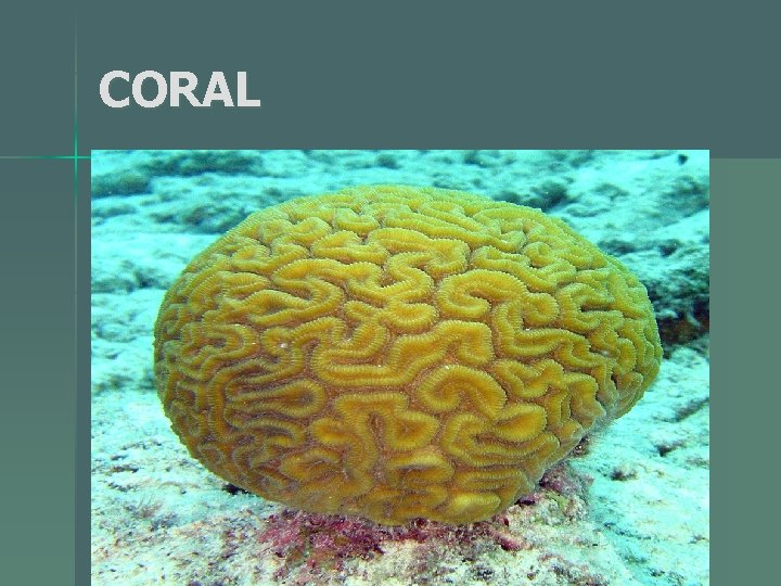 CORAL 