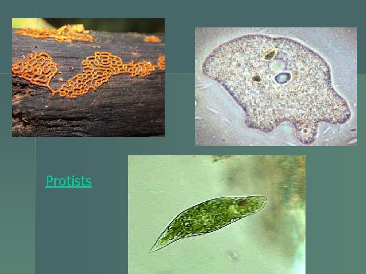 Protists 