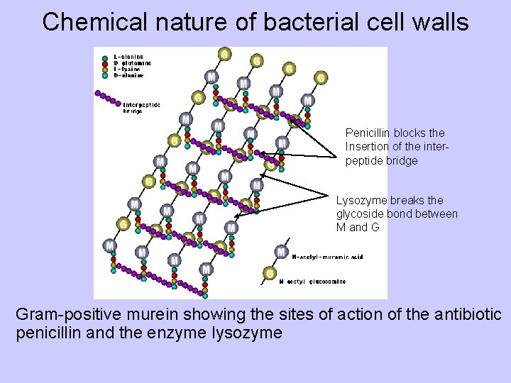 Chemical nature of bacterial cell walls Penicillin blocks the Insertion of the interpeptide bridge