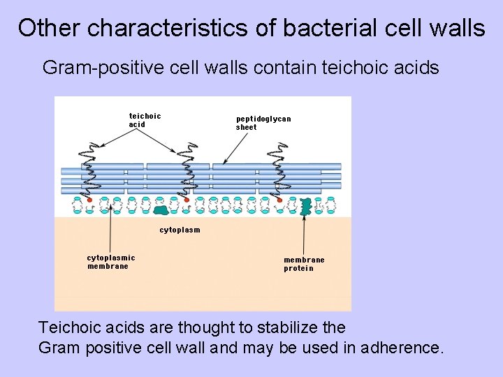 Other characteristics of bacterial cell walls Gram-positive cell walls contain teichoic acids Teichoic acids