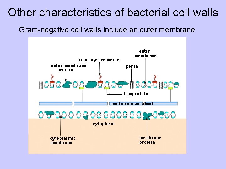 Other characteristics of bacterial cell walls Gram-negative cell walls include an outer membrane 
