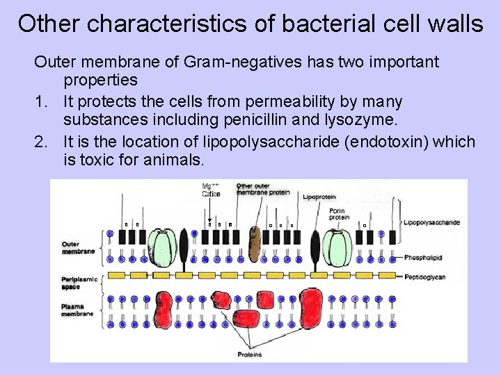 Other characteristics of bacterial cell walls Outer membrane of Gram-negatives has two important properties