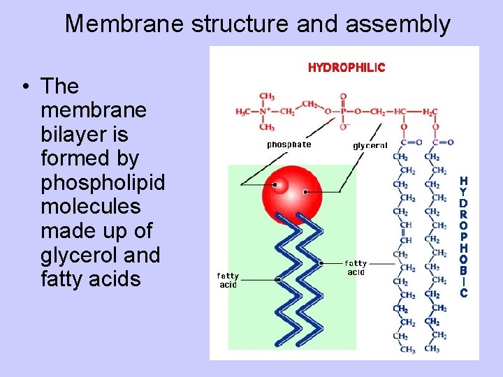 Membrane structure and assembly • The membrane bilayer is formed by phospholipid molecules made