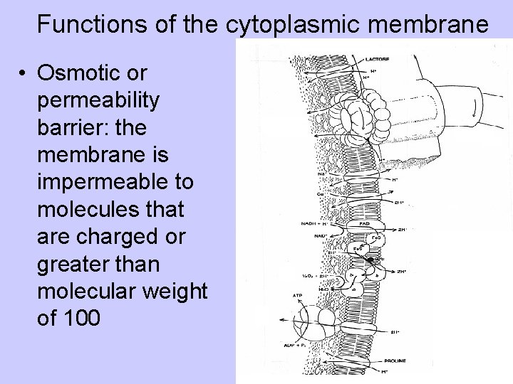 Functions of the cytoplasmic membrane • Osmotic or permeability barrier: the membrane is impermeable