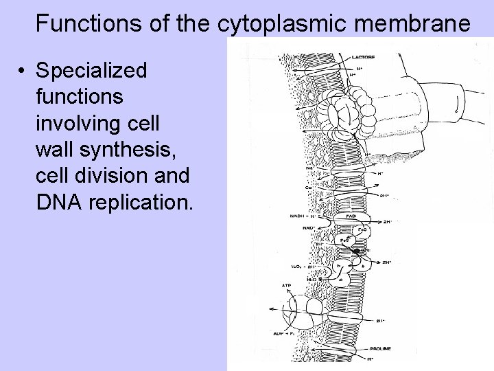Functions of the cytoplasmic membrane • Specialized functions involving cell wall synthesis, cell division
