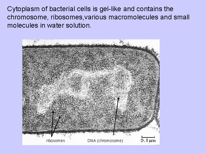Cytoplasm of bacterial cells is gel-like and contains the chromosome, ribosomes, various macromolecules and