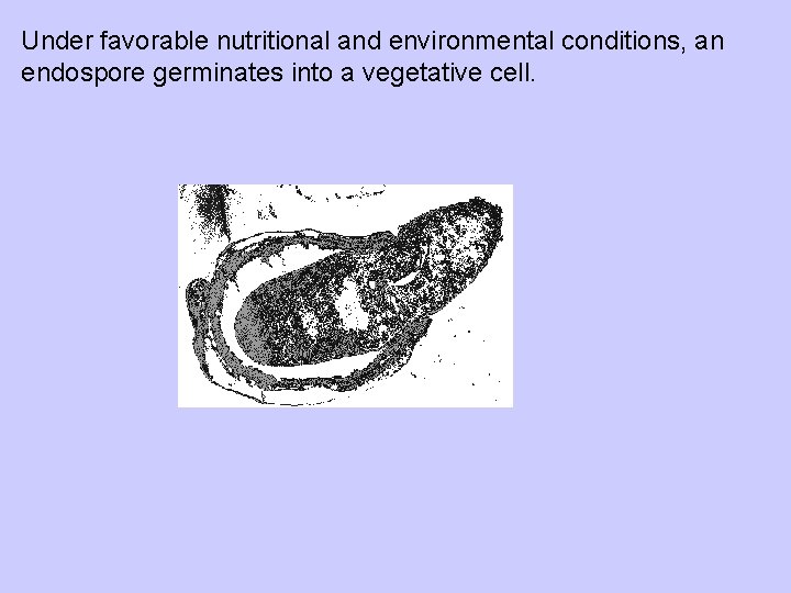 Under favorable nutritional and environmental conditions, an endospore germinates into a vegetative cell. 