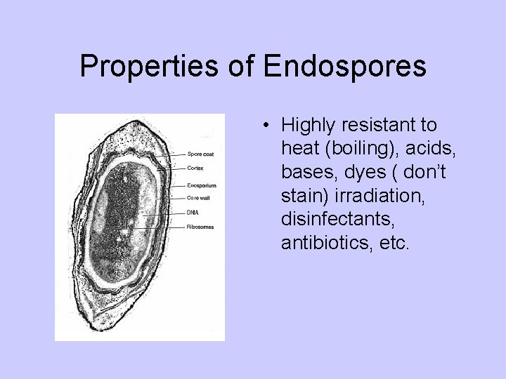 Properties of Endospores • Highly resistant to heat (boiling), acids, bases, dyes ( don’t