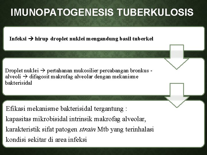 IMUNOPATOGENESIS TUBERKULOSIS Infeksi hirup droplet nuklei mengandung basil tuberkel Droplet nuklei pertahanan mukosilier percabangan