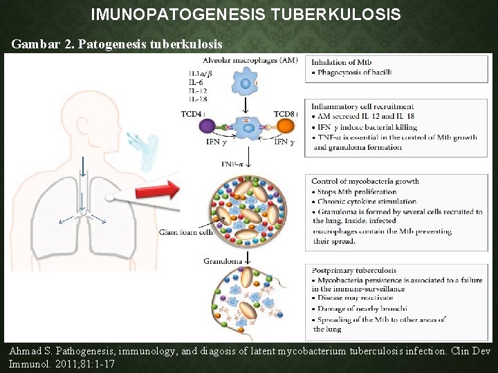 IMUNOPATOGENESIS TUBERKULOSIS Gambar 2. Patogenesis tuberkulosis Ahmad S. Pathogenesis, immunology, and diagosis of latent