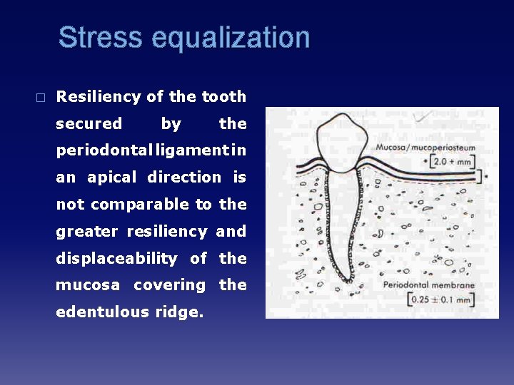 Stress equalization � Resiliency of the tooth secured by the periodontal ligament in an