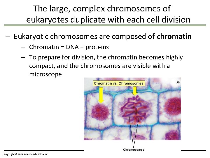 The large, complex chromosomes of eukaryotes duplicate with each cell division – Eukaryotic chromosomes
