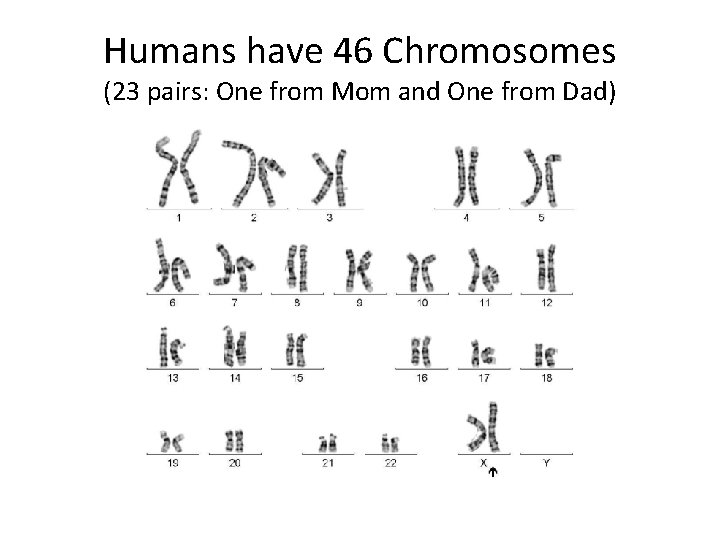 Humans have 46 Chromosomes (23 pairs: One from Mom and One from Dad) 