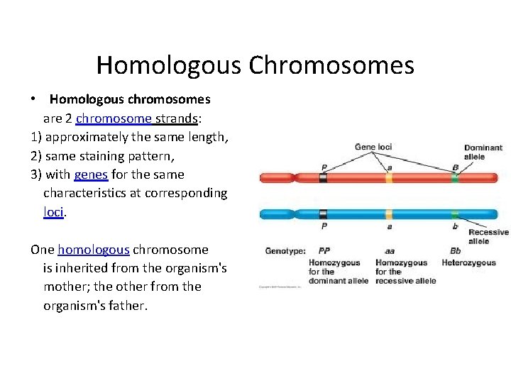 Homologous Chromosomes • Homologous chromosomes are 2 chromosome strands: 1) approximately the same length,