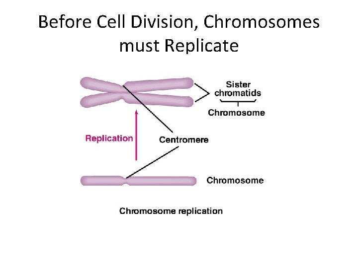 Before Cell Division, Chromosomes must Replicate 