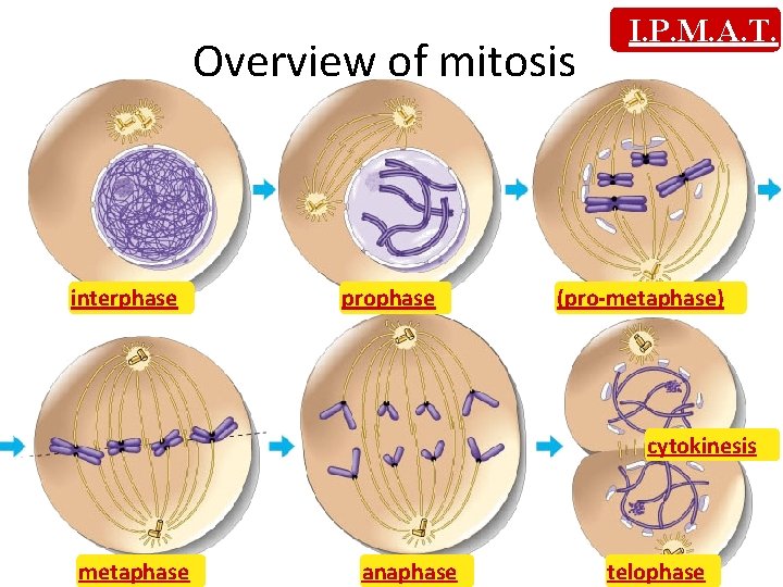 Overview of mitosis interphase prophase I. P. M. A. T. (pro-metaphase) cytokinesis metaphase anaphase