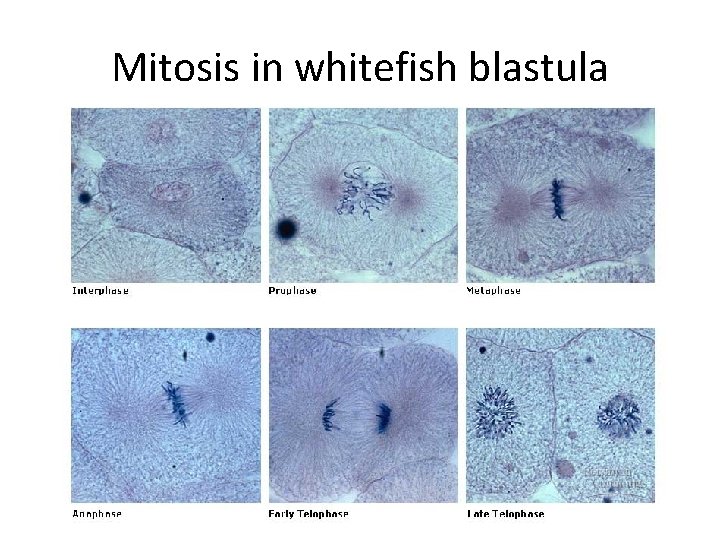 Mitosis in whitefish blastula 