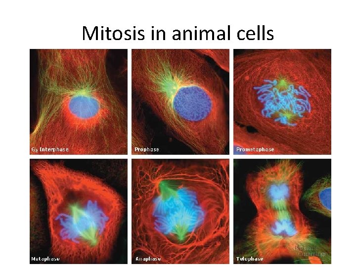Mitosis in animal cells 