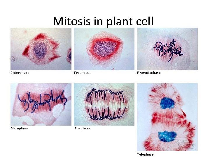 Mitosis in plant cell 
