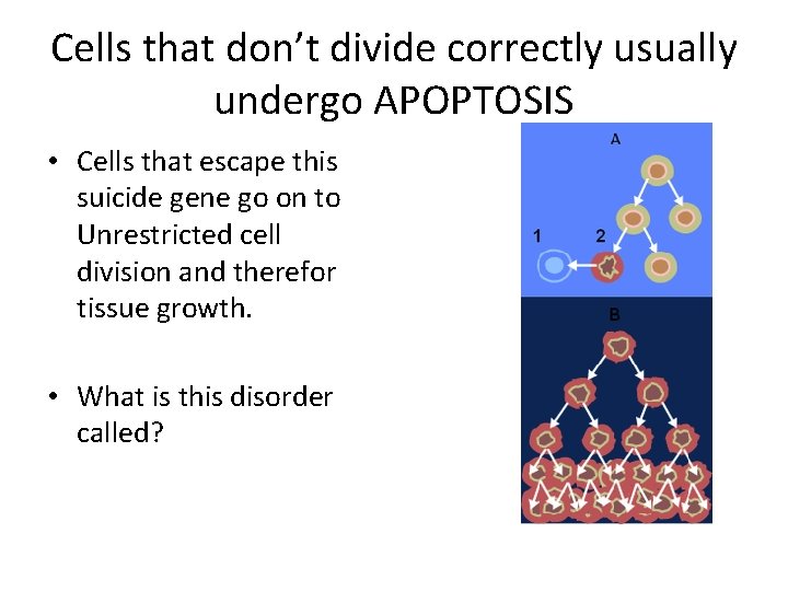 Cells that don’t divide correctly usually undergo APOPTOSIS • Cells that escape this suicide