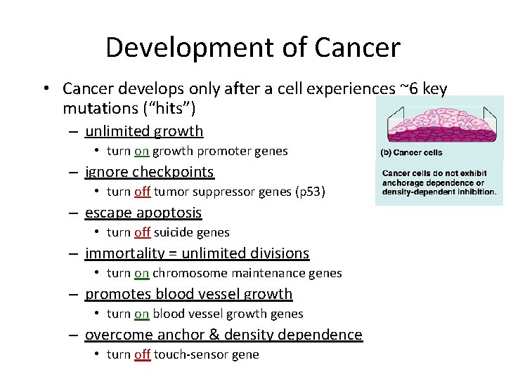 Development of Cancer • Cancer develops only after a cell experiences ~6 key mutations