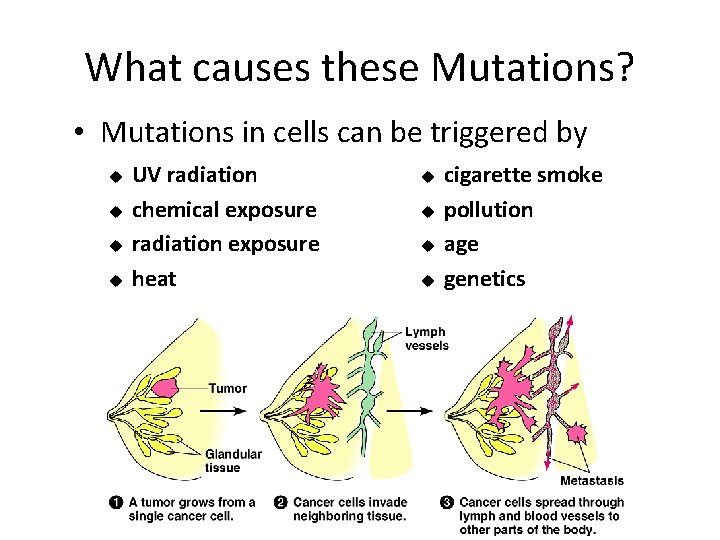 What causes these Mutations? • Mutations in cells can be triggered by u u