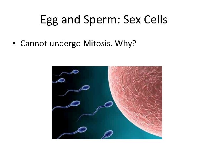 Egg and Sperm: Sex Cells • Cannot undergo Mitosis. Why? 